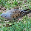 Eurasian Turtle-Dove